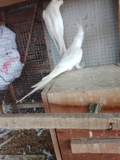 red eye bredar pear fore seale