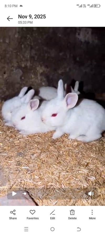 Cute Bunny  For Sale