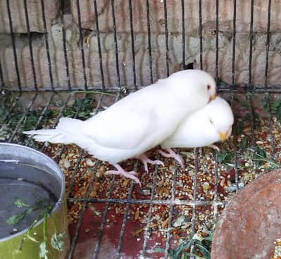 Australian red eyes pair healthy active