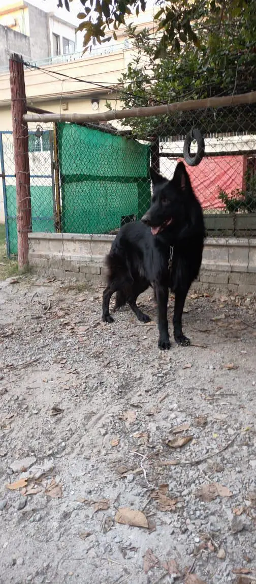 german  shepherd for sale