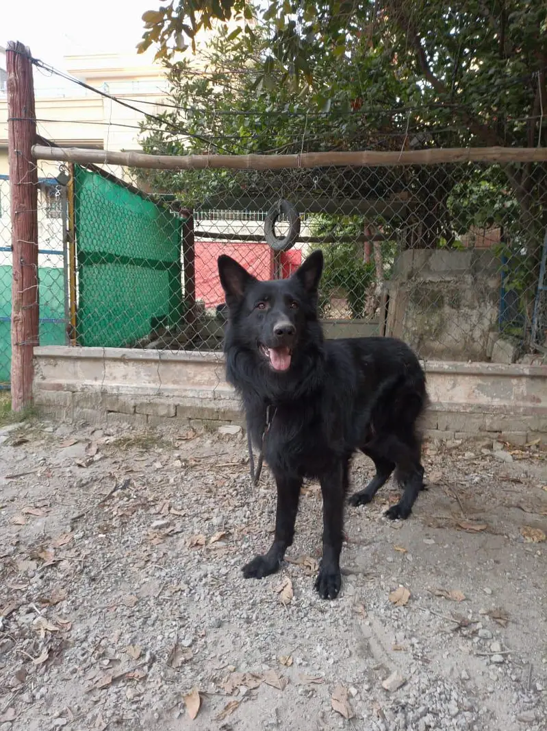 german  shepherd for sale — photo 2
