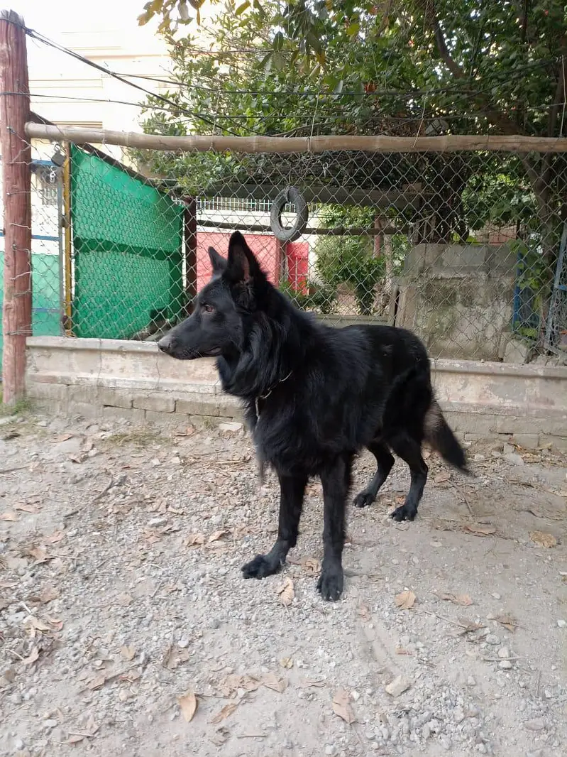 german  shepherd for sale — photo 3