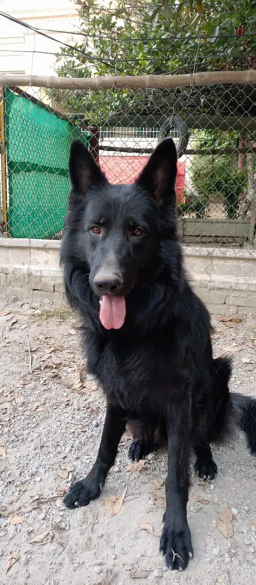 german  shepherd for sale — photo 4