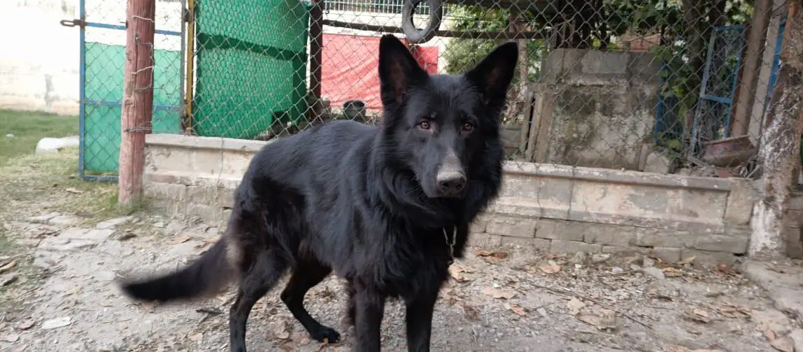 german  shepherd for sale — photo 5