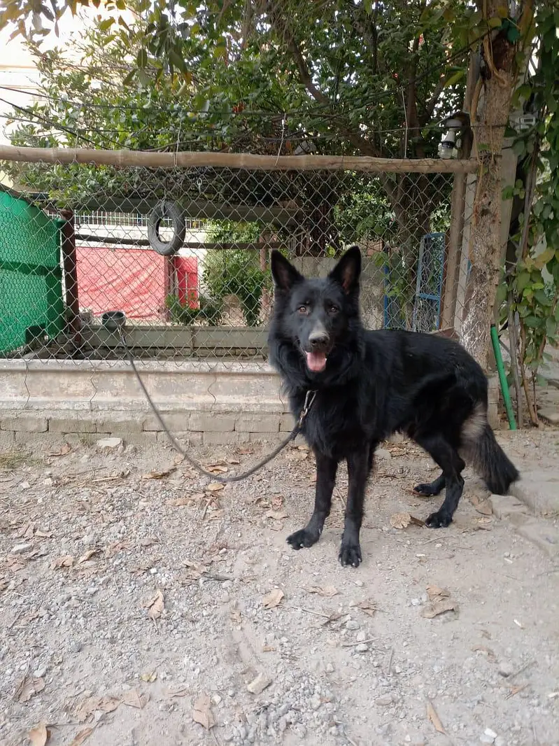 german  shepherd for sale — photo 6