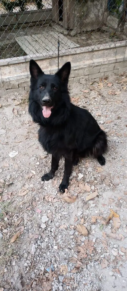 german  shepherd for sale — photo 7