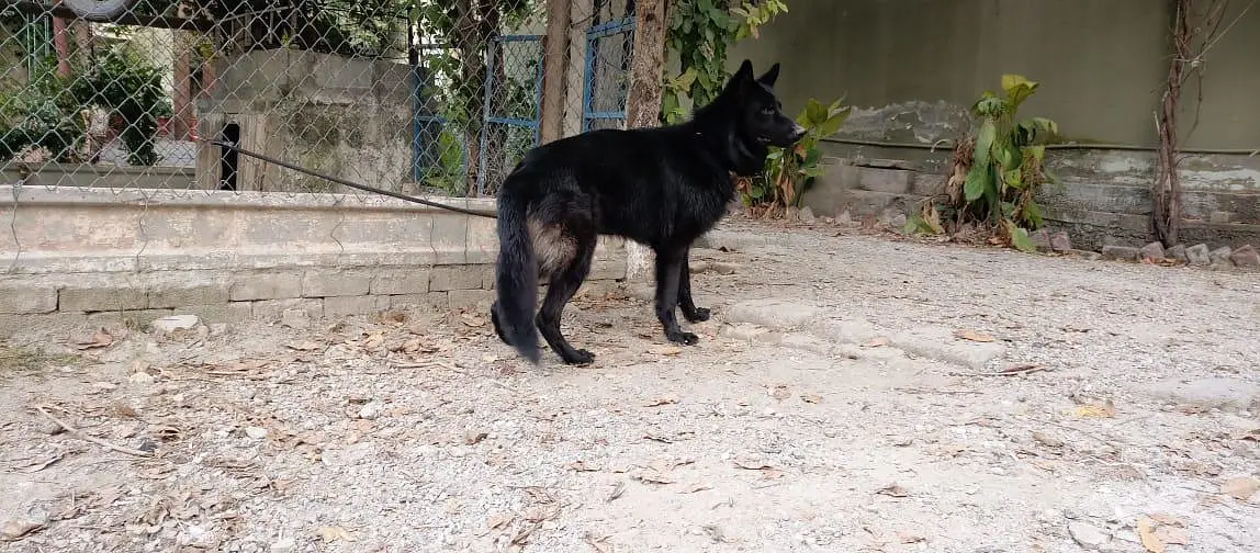 german  shepherd for sale — photo 8