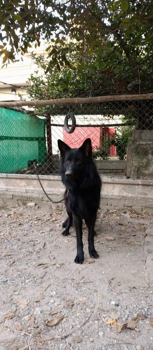 german  shepherd for sale — photo 9