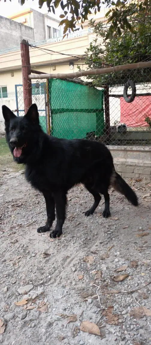 german  shepherd for sale — photo 10