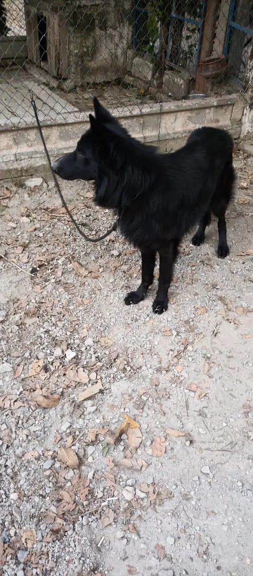 german  shepherd for sale — photo 11