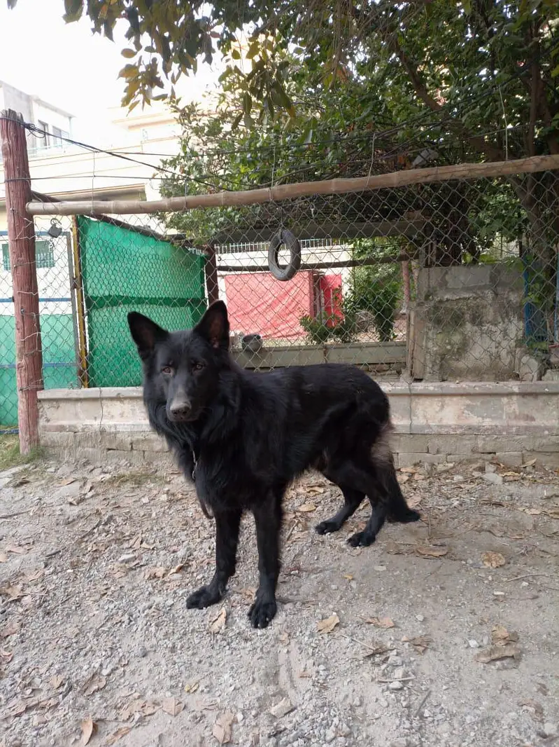 german  shepherd for sale — photo 12