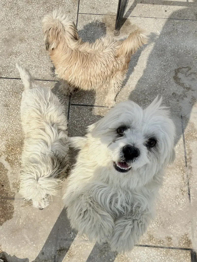 Maltese Pair/BabyAlso Available for sale