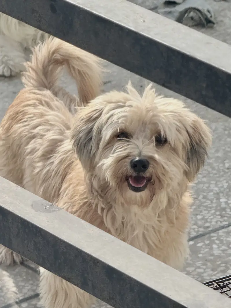 Maltese Pair/BabyAlso Available for sale — photo 2