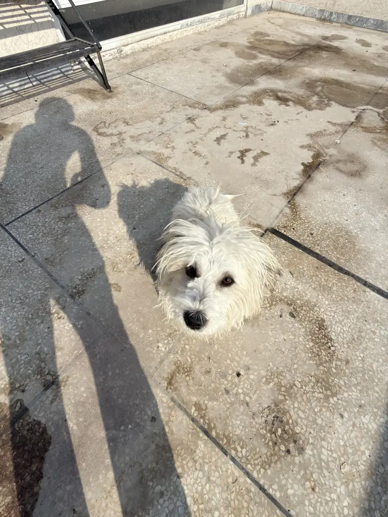 Maltese Pair/BabyAlso Available for sale — photo 4