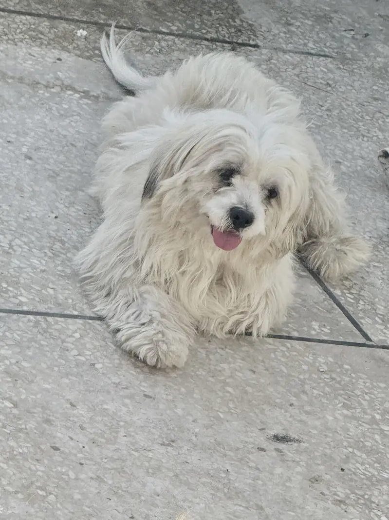 Maltese Pair/BabyAlso Available for sale — photo 5