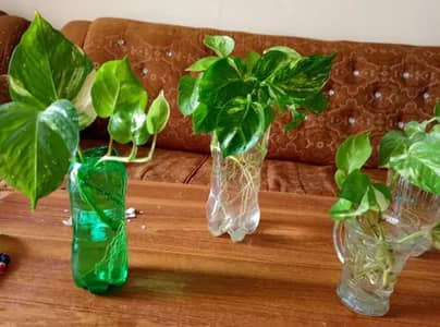 Money plant Original