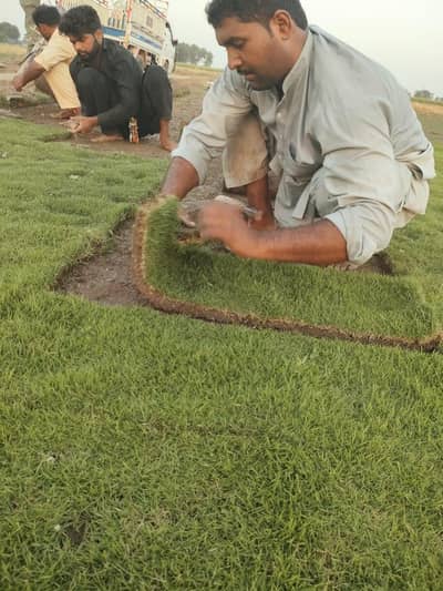 Korean grass and fine dhakka grass available