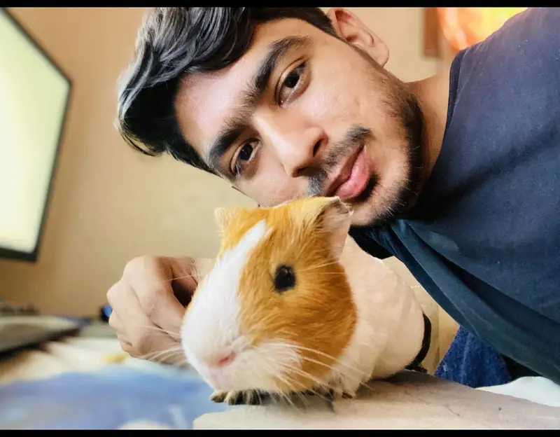 Guinea Pigs South American Breed