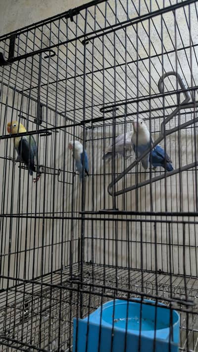 lovebirds export quality mutations