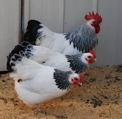 fancy hens & chicks for sale