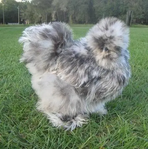 fancy hens & chicks for sale — photo 4