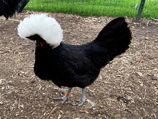 fancy hens & chicks for sale — photo 10