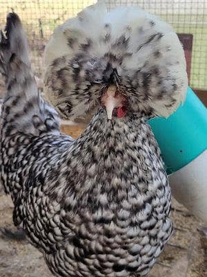 Coco polish simple chick