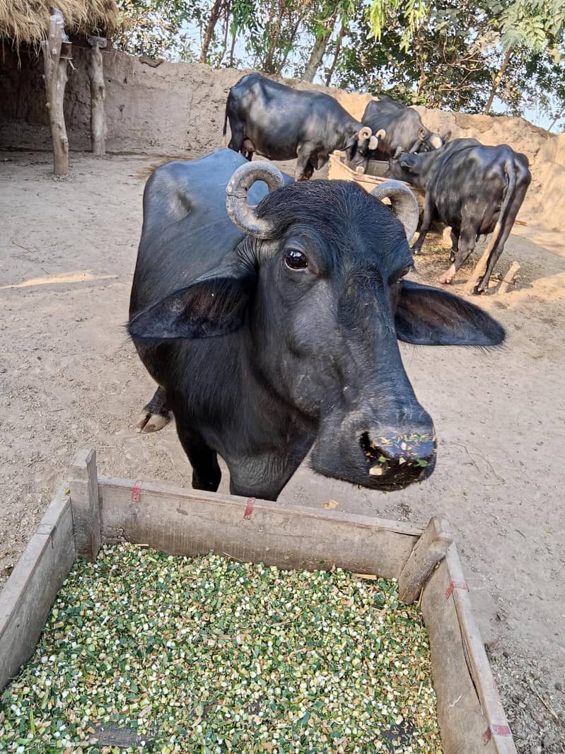 نیلی راوی کی بھینس 0