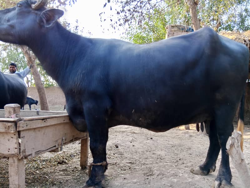 نیلی راوی کی بھینس 1