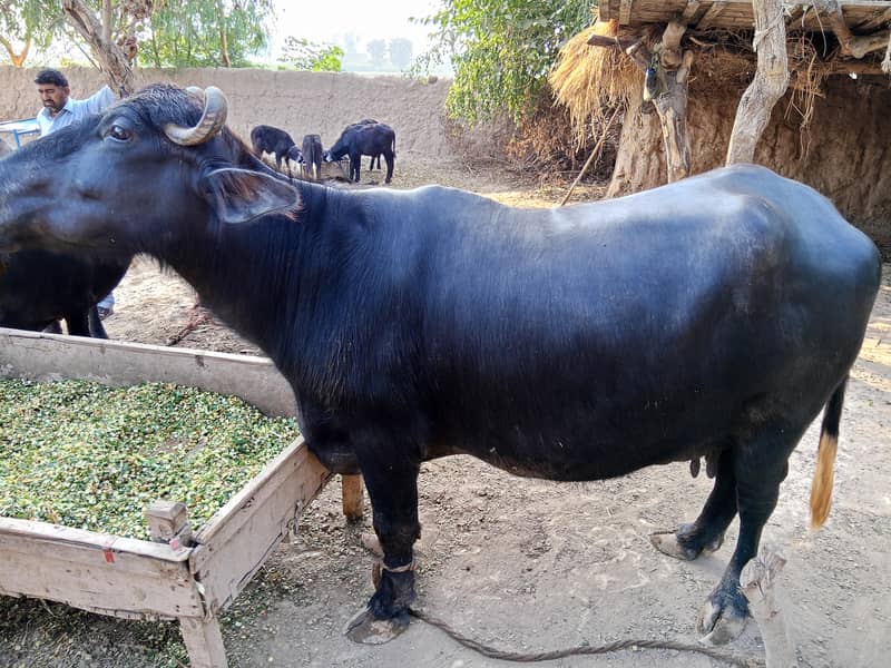 نیلی راوی کی بھینس 3