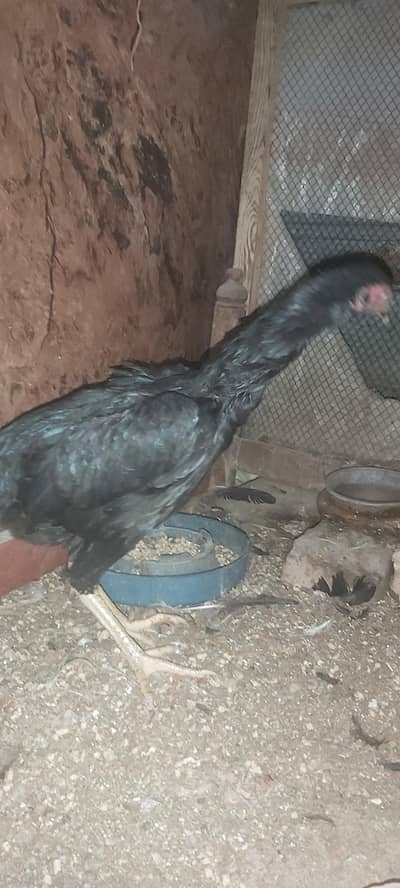 Black mushki for sale