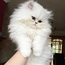 PLAYFUL CUTE PERSIAN KITTENS AVAILABLE