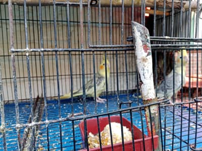 cocktail parrots for sale