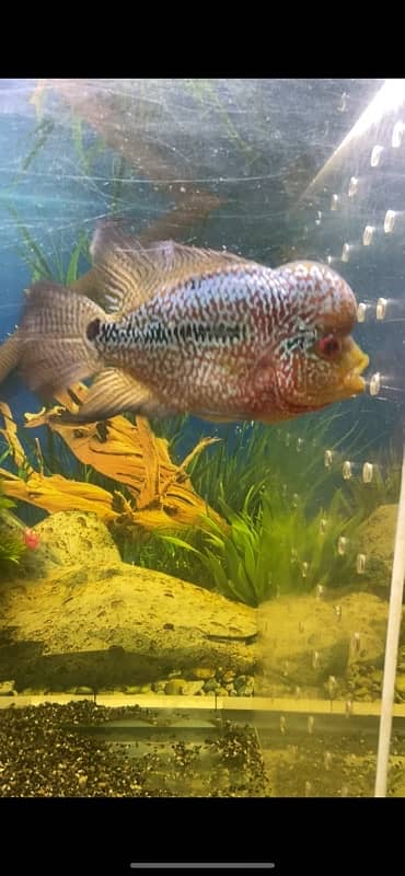 flowerhorn