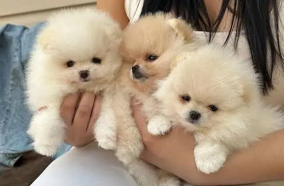 Adorable Pomeranian Puppies for Sale — photo 2