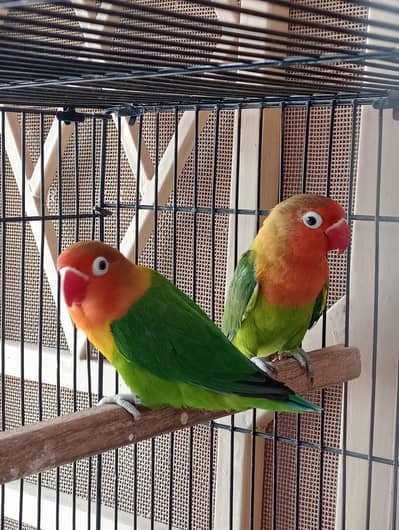 love bird pair for sale