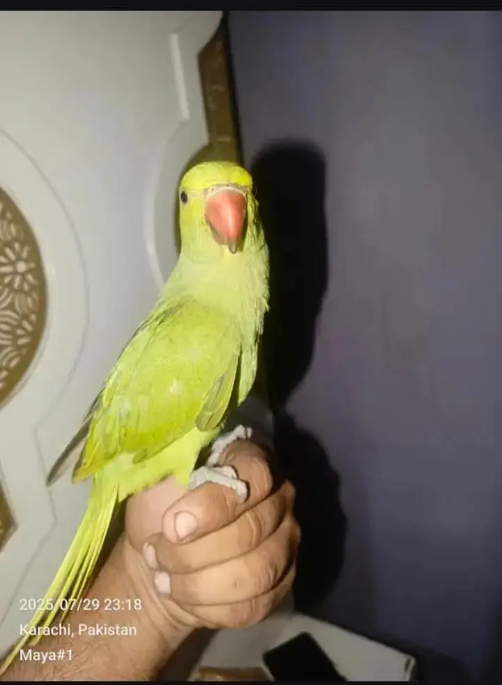 Green Ringneck Parrots — photo 2