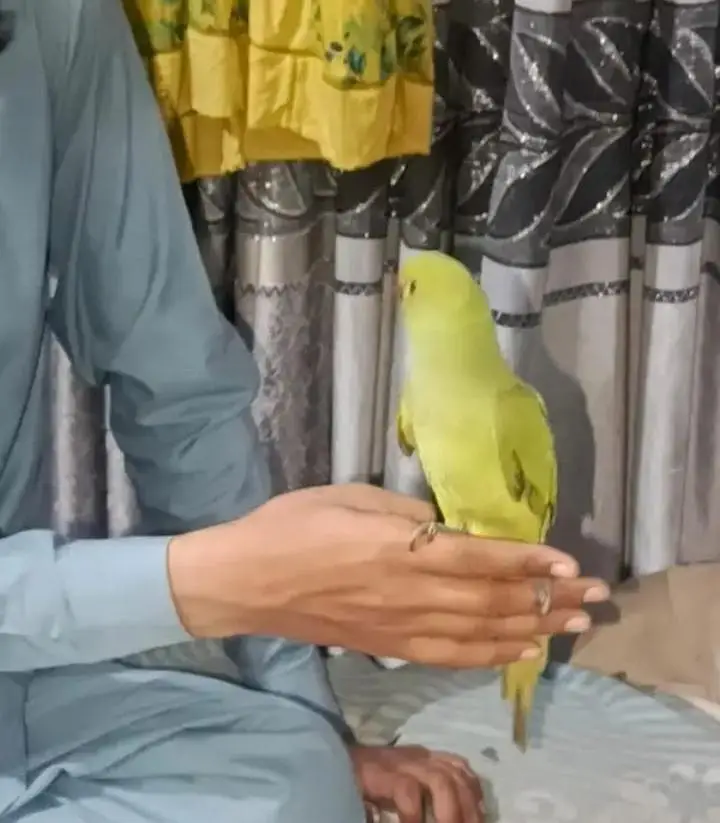 Green Ringneck Parrots — photo 3