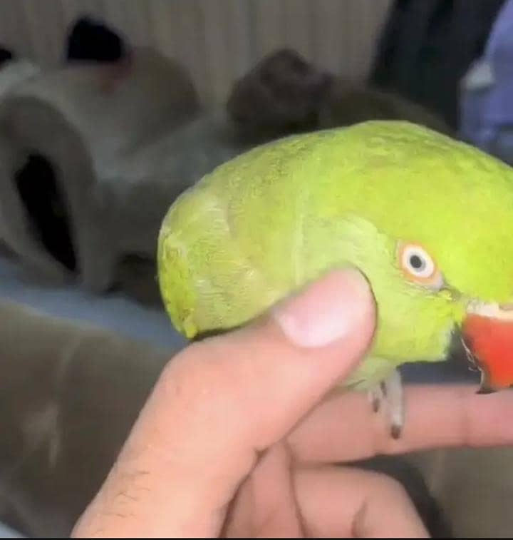 Green Ringneck Parrots 0