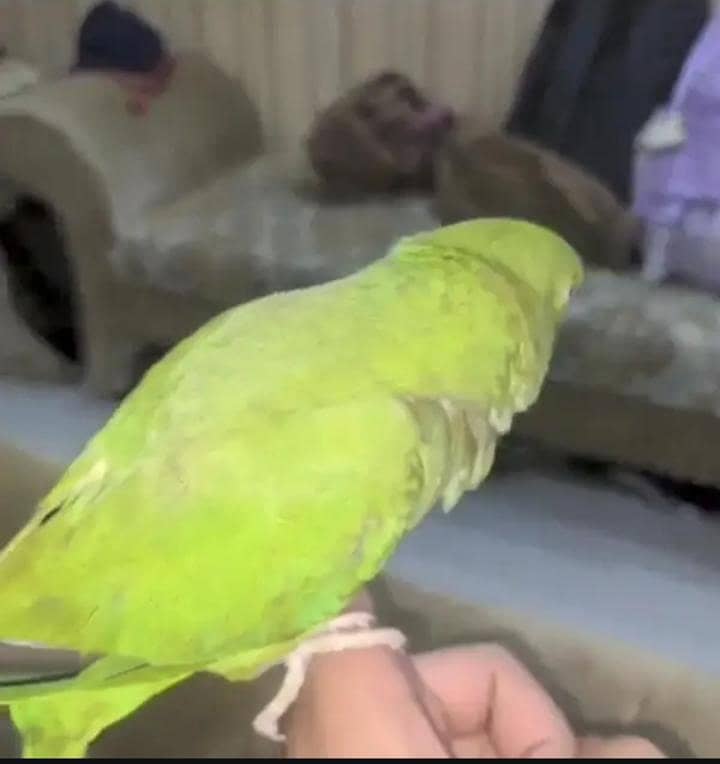 Green Ringneck Parrots 3
