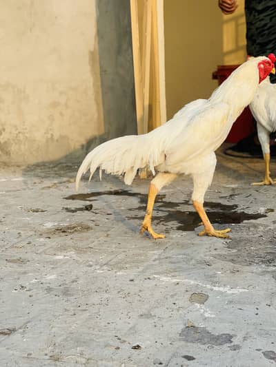 O shamoo paper white