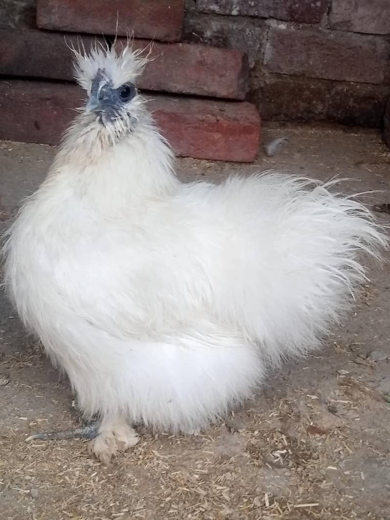 White Silkie Pair 0