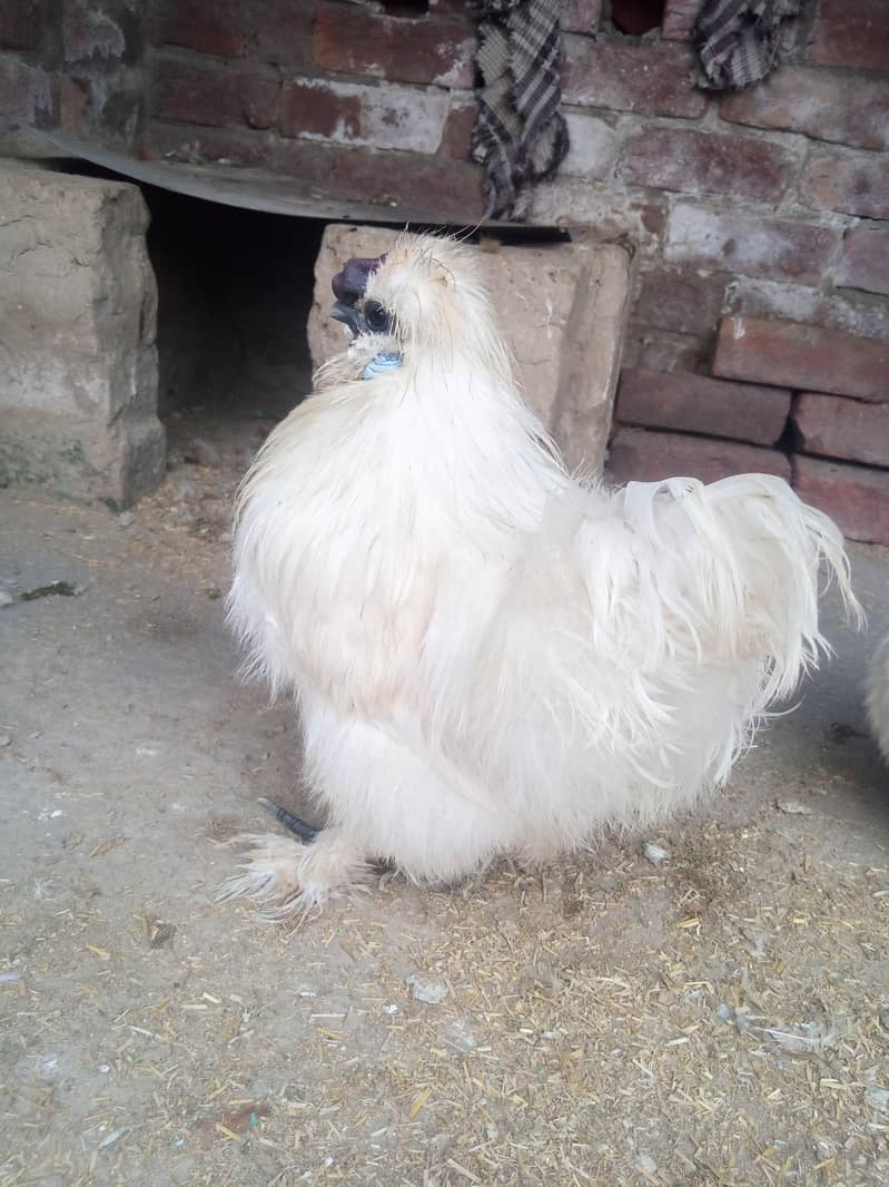 White Silkie Pair 1