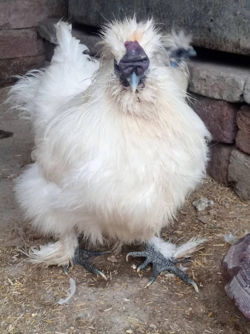 White Silkie Pair 2
