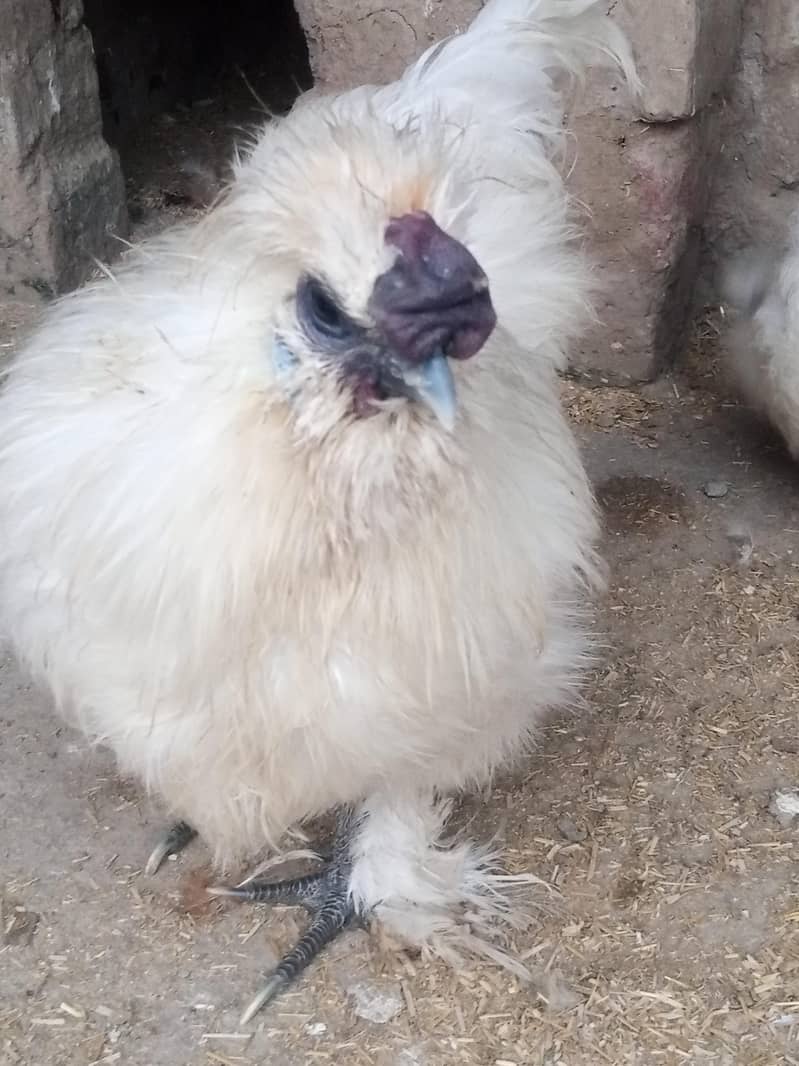 White Silkie Pair 3