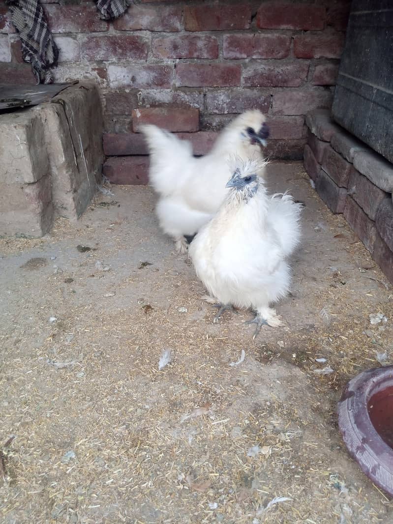 White Silkie Pair 4