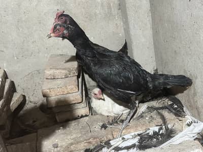 6 Aseel mirgiya for sale per piece 4000