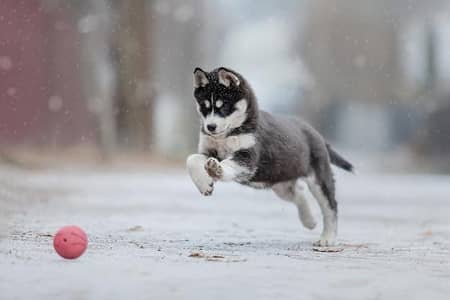 Siberian husky active