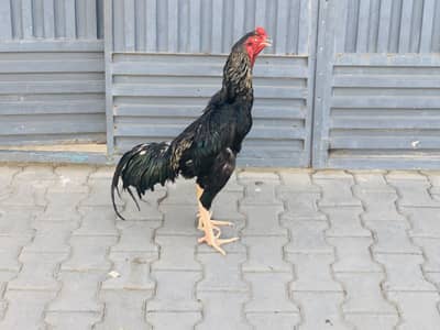 ASEEL SHAMO   | Breeder male |Imported Aseel |Hen for sale