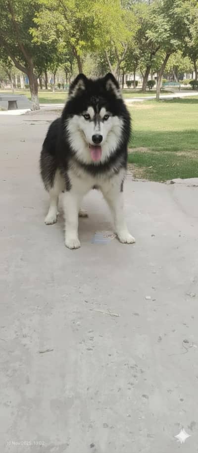 Top quality male Available